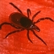 Lyme Disease